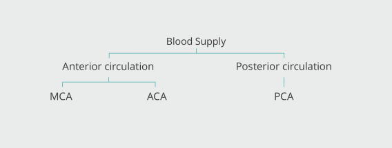 Blood Supply