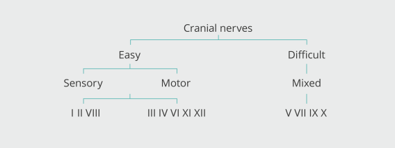 Cranial Nerves